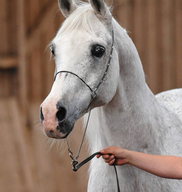 Santhos gewinnt die WAHO-Trophy 2009