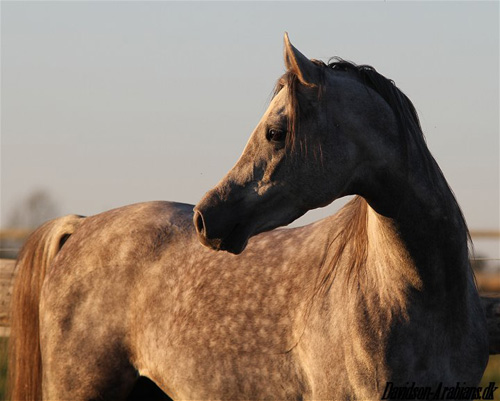 SL Carrera für Trakehner in Dänemark anerkannt