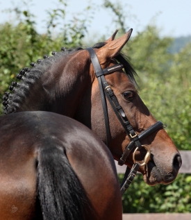Ismahn AA für Trakehner anerkannt