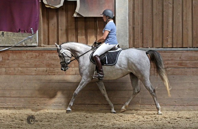 Tag des Arabischen Sportpferdes