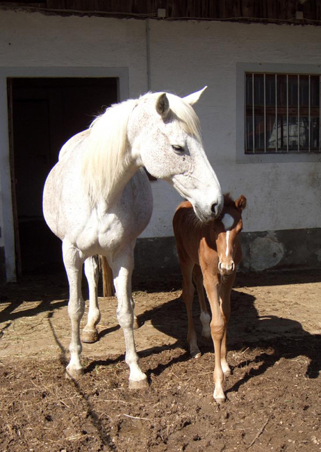Elitestute Inka IV AA lebt nicht mehr
