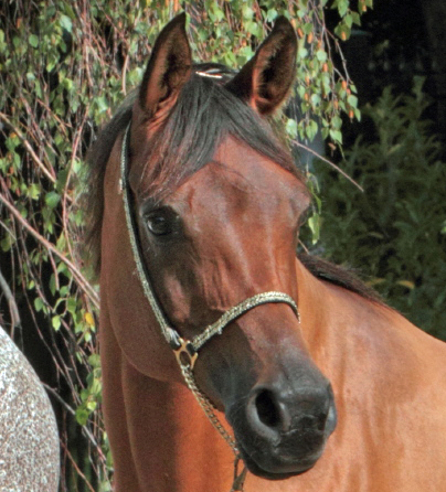 ElSt. Nirvana lebt nicht mehr