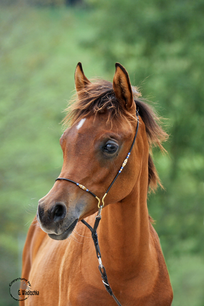 Stuten-/Fohlenprämierung in Marbach