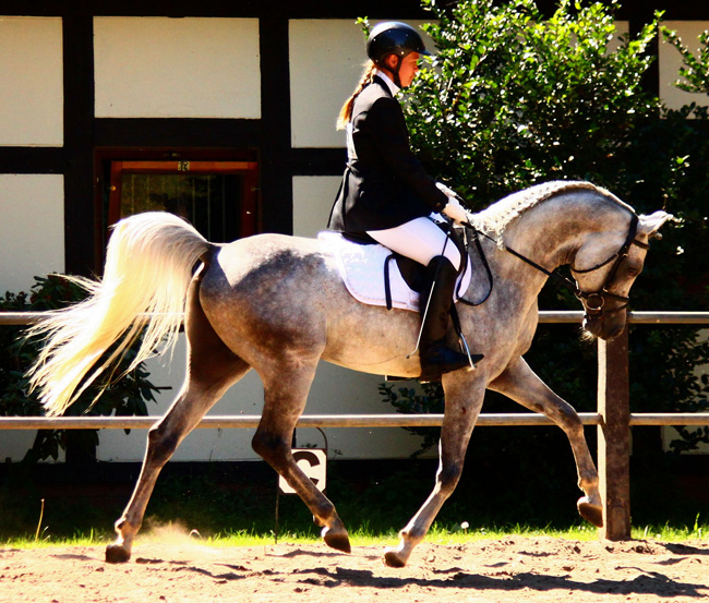Rittigkeitsprüfung für AV-Hengste