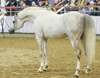 Araber auf der Trakehner Hengstschau