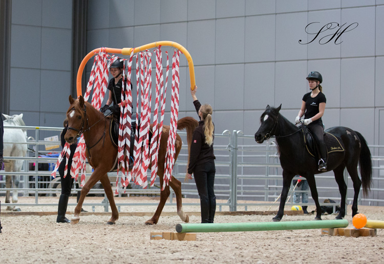Was haben Fußball, Kaltblüter und Vollblutaraber gemeinsam?