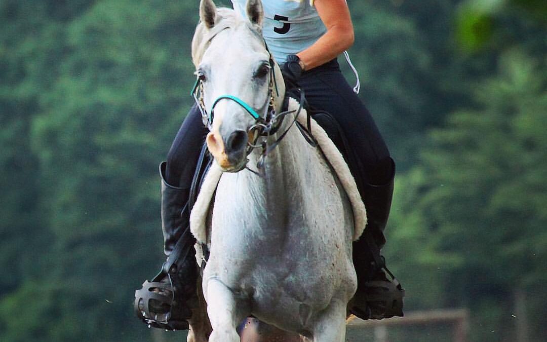 DM Distanzreiten 2017