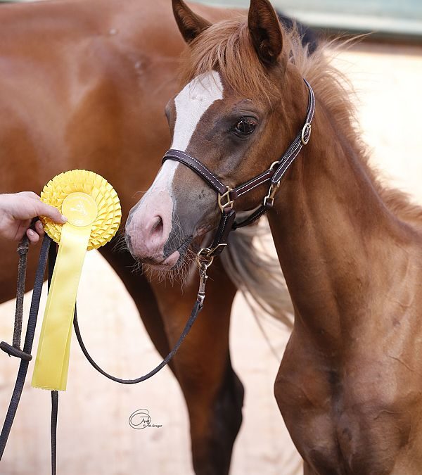 Stuten- und Fohlenprämierung in Bad Oldesloe