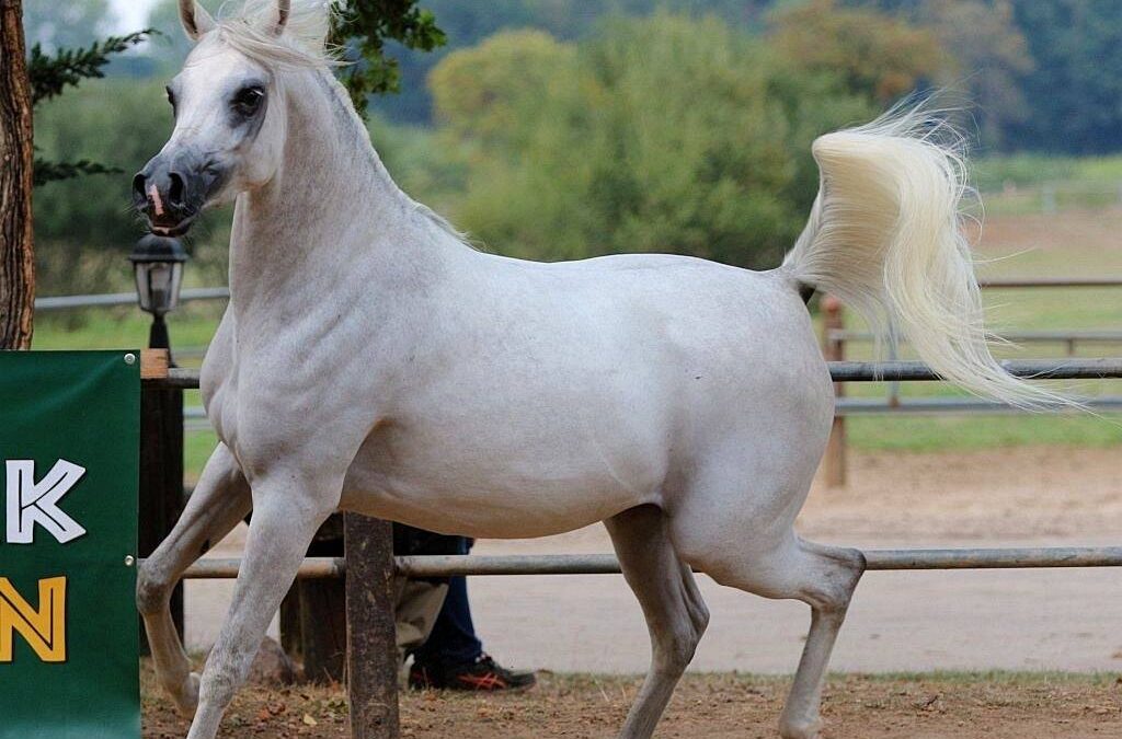 Ergebnisse Prämienschau