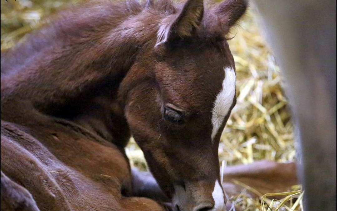 Fohlentag und Hengstpräsentation im Gestüt Ismer
