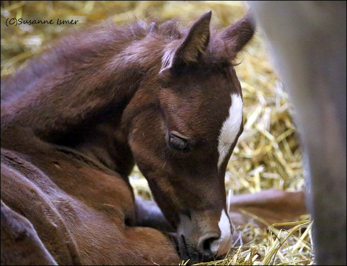 IS Epalla x Ascot DD 2019 (Foto: Susanne Ismer)