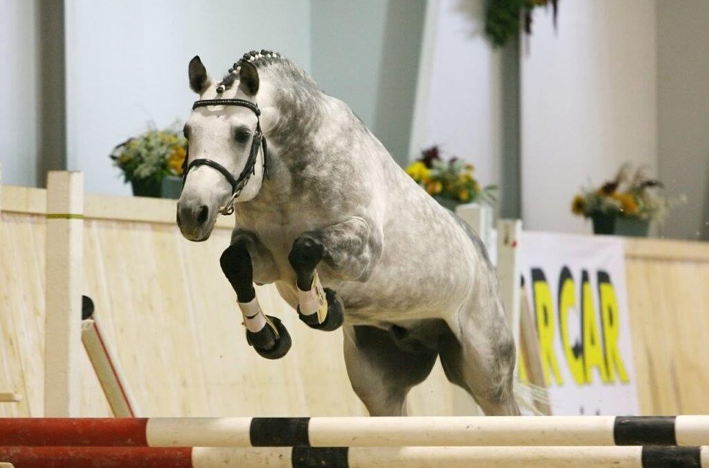 Körung, Hengsteintragung, Stuten- und Fohlenprämierung im Jahr 2020