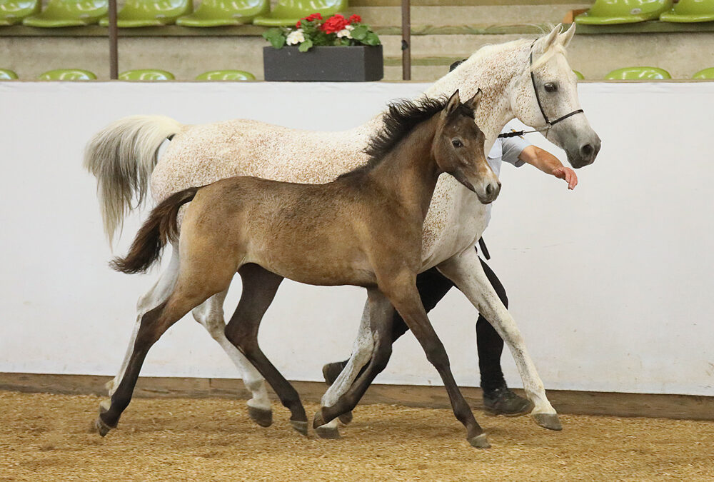 Stuten- und Fohlenprämierung 2025