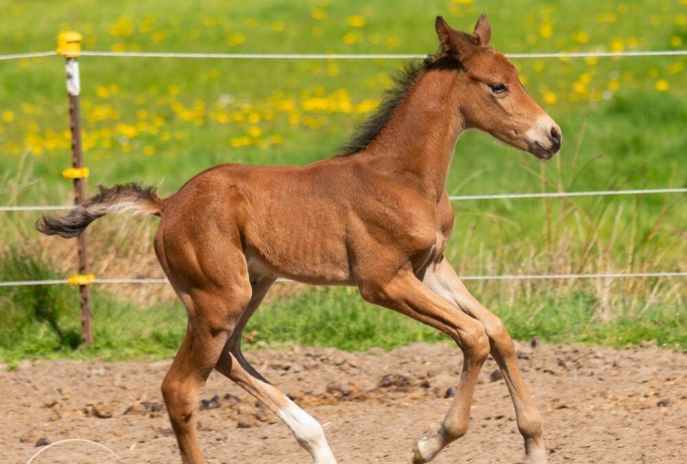 Notfallnummern Ammenstuten – Fohlennotdienst