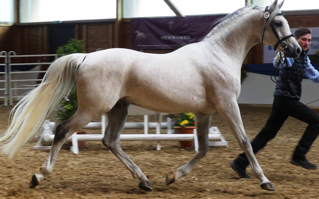 Hengsteintragung und Körung am 15./16.07.2022 in Marbach