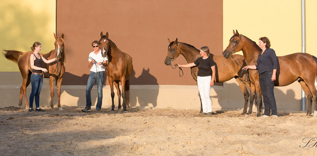 Kurzes Resümee der „Sommerhoftermine“
