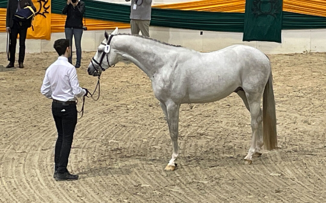 Zwei neue Halbblüter für die Trakehnerzucht gekört