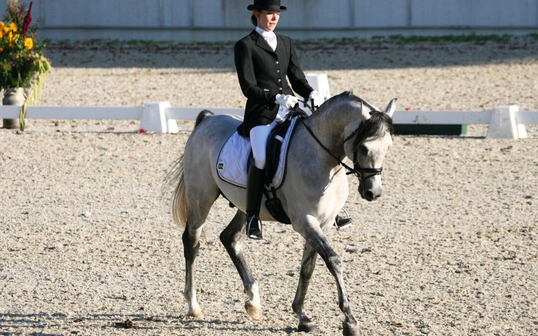Dressurturnier bis Klasse S mit Mindestblutanteil 25. bis 26.06.2022