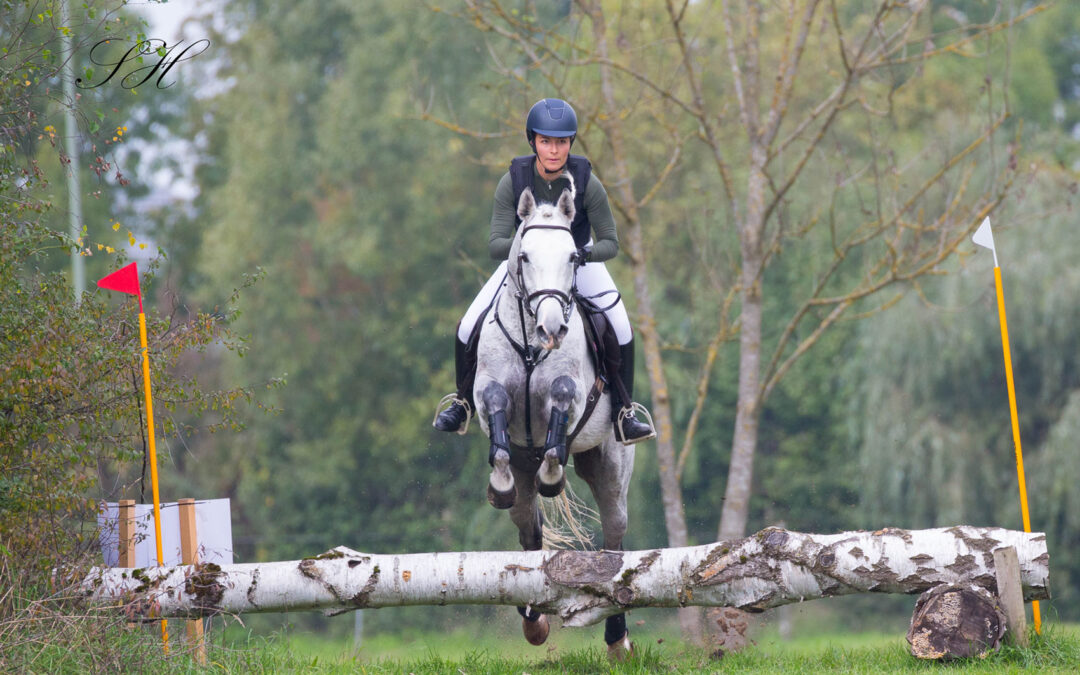 Hengstleistungsprüfung in Mertingen