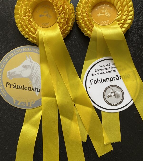 Termine Stuten- und Fohlenprämierungen im Süden