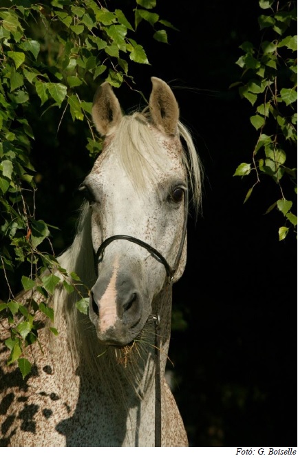Araber Festival in Babolna vom 17.-18.06.2023 mit ISG-Europameisterschaft und C-Schau