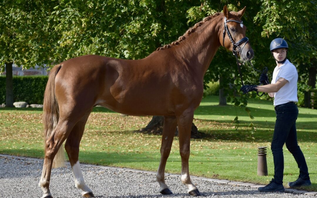 Drei Halbbluthengste erhielten auf dem Trakehner Hengstmarktrakehner ein positives Körurteil