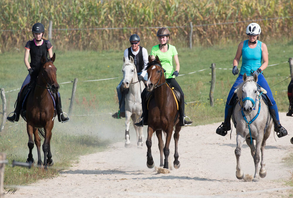 Sportpferdeplaketten 2024