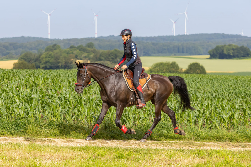 Ergebnisse Sportpferdeplaketten 2024