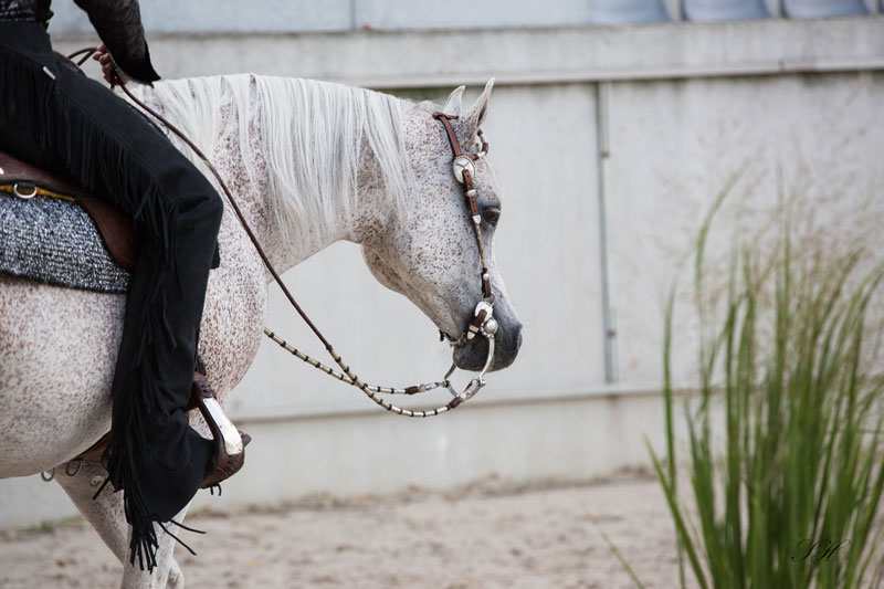Förderung der Teilnahme an (Reit)kursen für unsere Mitglieder