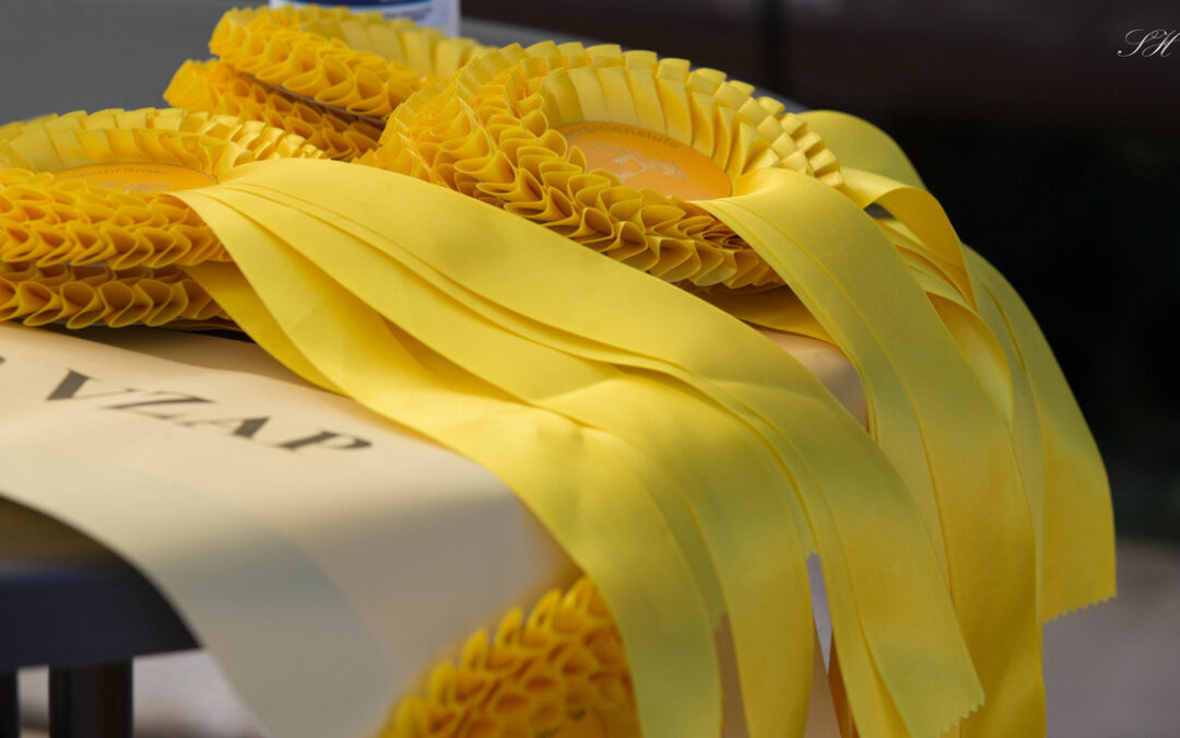 Zeitplan & Katalog für die Stuten- und Fohlenprämierung in Marbach am 19. Juni 2025