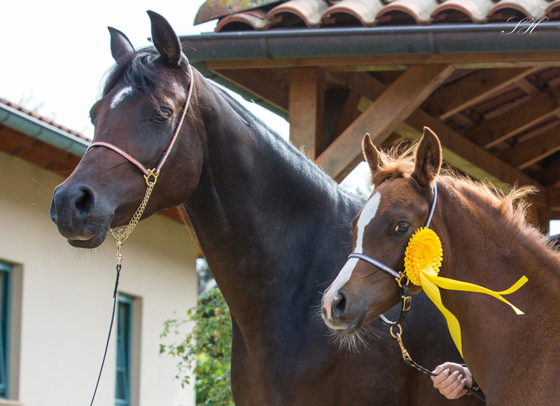 Sammeltermine zur Stuten- und Fohlenprämierung 2025