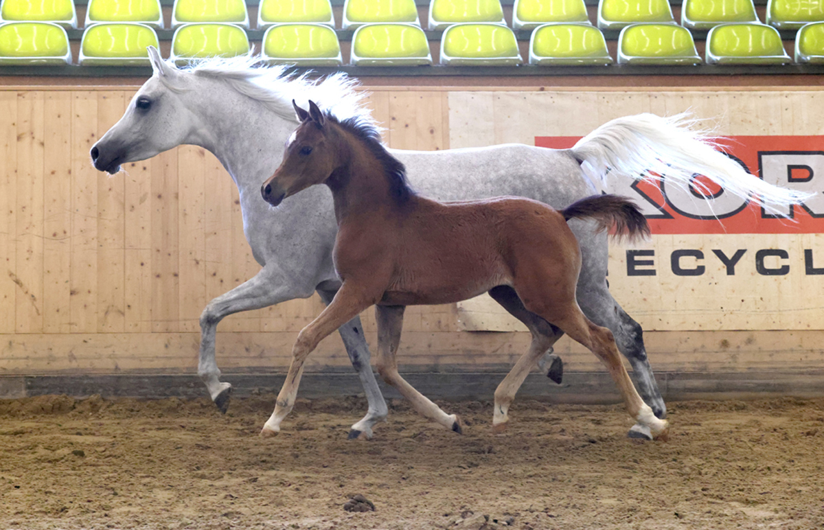 Gudrun_Waiditschka-Bel-Malinee-Marbach-2025