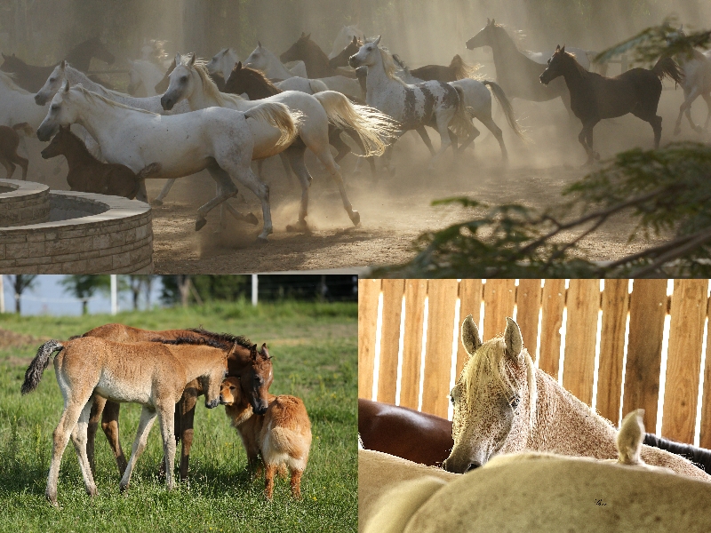 Fotowettbewerb zum Thema „Arabische Pferde unter sich“ – die Sieger 2025 stehen fest!