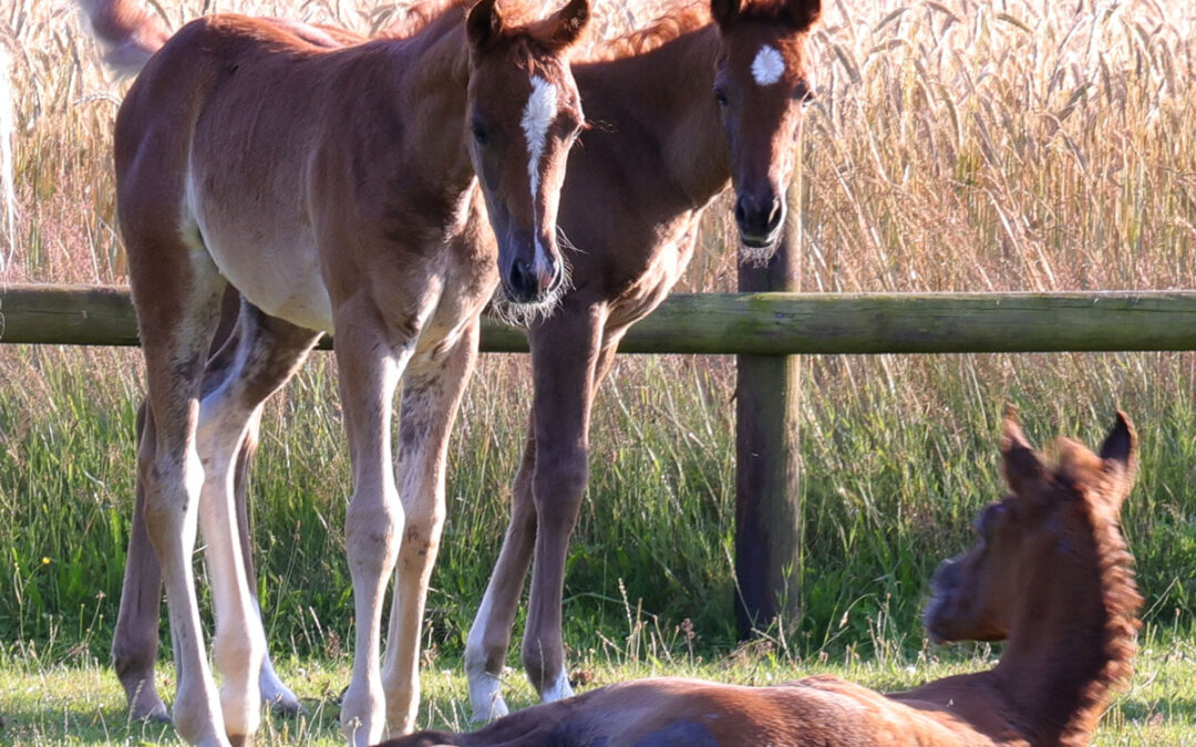 Zuchtsaison 2025 – Einsendung der Deckscheine und Musterungsprotokolle
