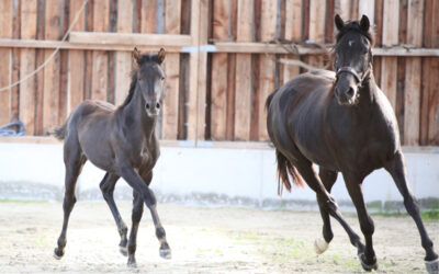 Fohlenmusterung und Stuteneintragung – 35 Jahre Shagyazucht Alia