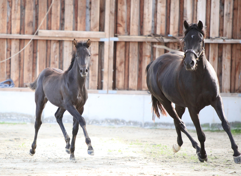 Fohlenmusterung und Stuteneintragung – 35 Jahre Shagyazucht Alia