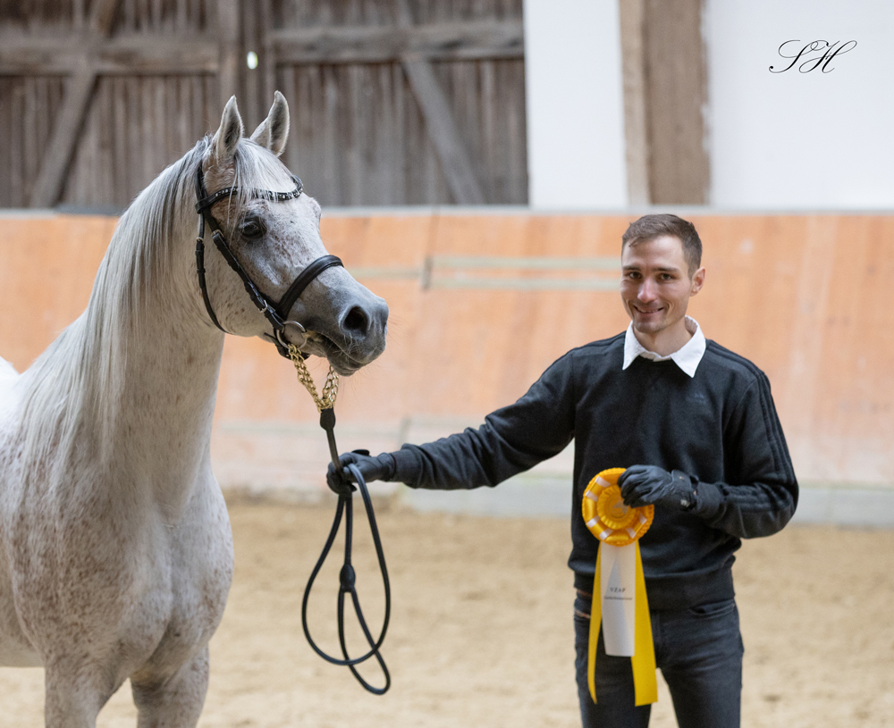 Erstes VZAP-Zuchtchampionat in Kranichstein – Leidenschaft, Qualität und Begeisterung rund um das Arabische Pferd