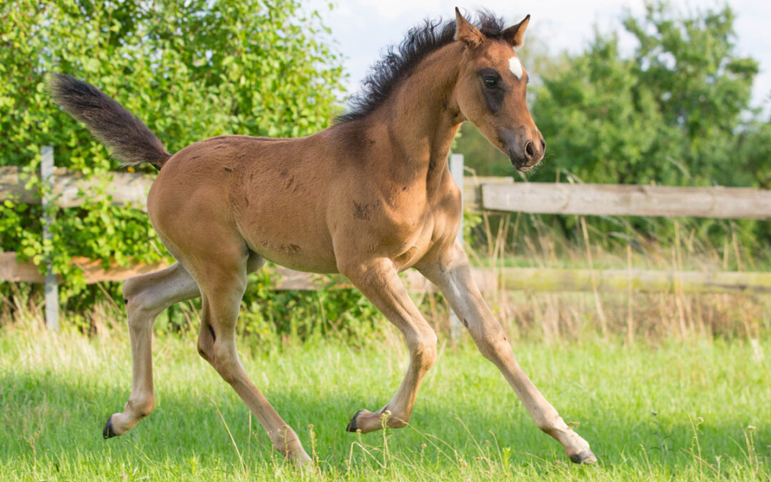 Prämierte Stuten und Fohlen 2025