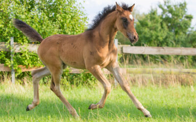 Prämierte Stuten und Fohlen 2025