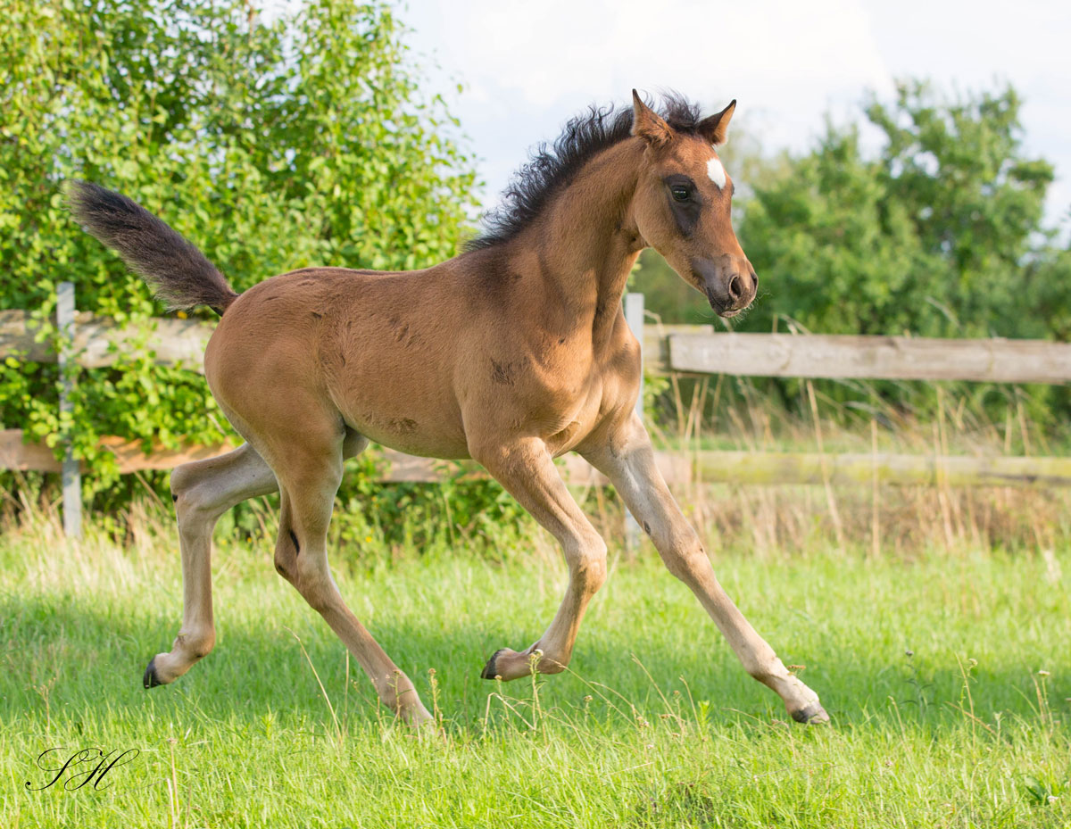 Prämierte Stuten und Fohlen 2025